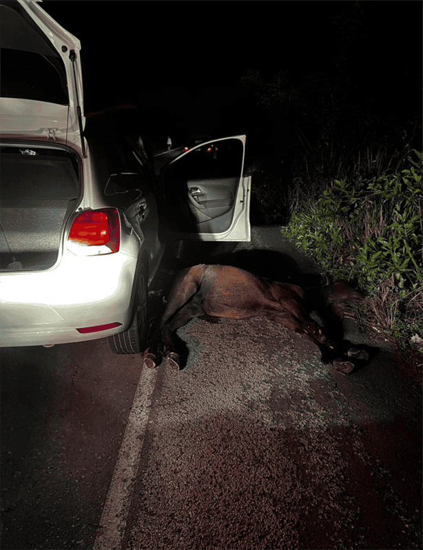 Automóvil impacta y acaba con la vida de una vaquilla en la carretera federal 180