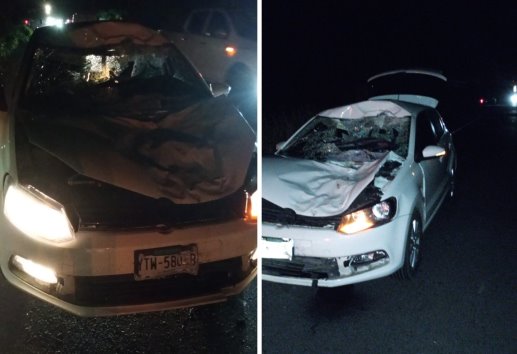 Automóvil impacta y acaba con la vida de una vaquilla en la carretera federal 180