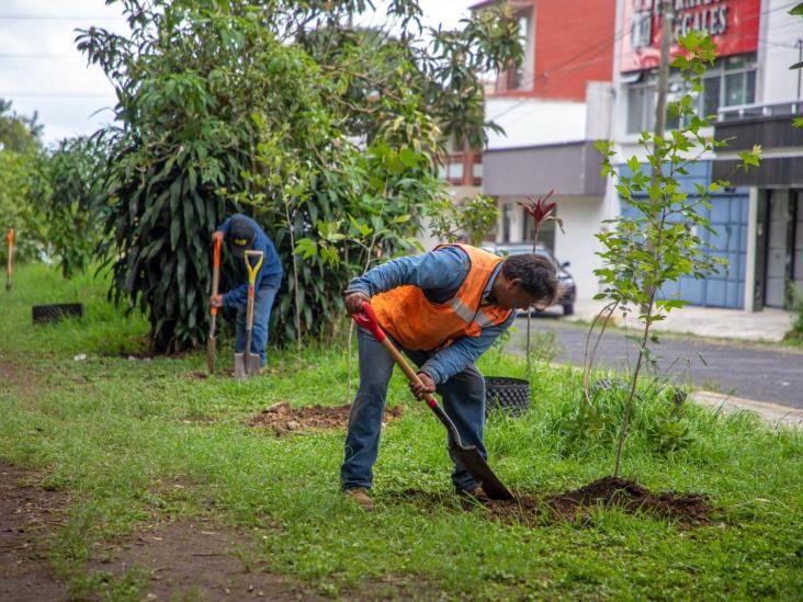 En Xalapa , siguen jornadas de reforestación y mantenimiento de áreas verdes