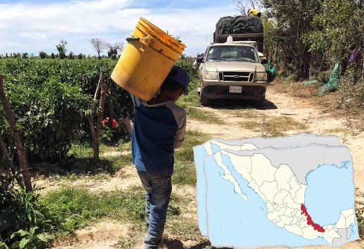 Disminuye el trabajo infantil en Veracruz; persisten casos en zonas rurales