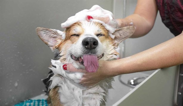Al cuidar a tus mascotas puedes evitar sufrir las enfermedades rickettsiosis