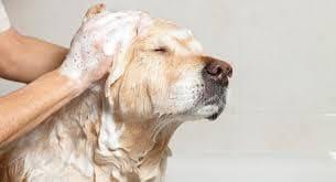 Al cuidar a tus mascotas puedes evitar sufrir las enfermedades rickettsiosis
