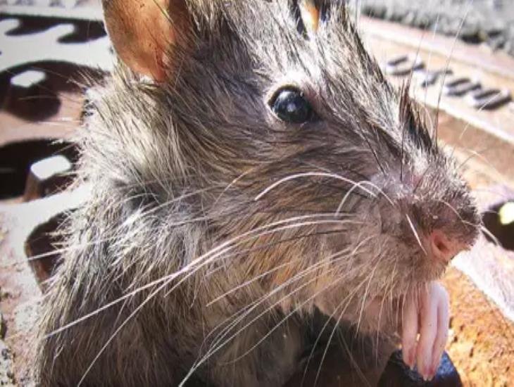 Captan a rata gigante llevándose a otra más pequeña| VIDEO