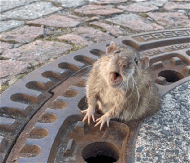 Captan a rata gigante llevándose a otra más pequeña| VIDEO