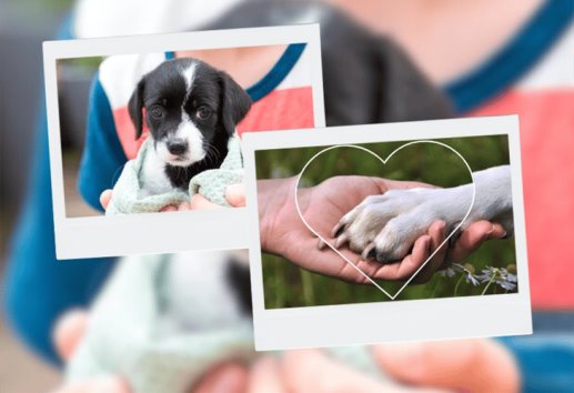 Segunda pasarela de adopción en Xalapa: ¿Cuándo y donde? ¡adopta no compres! 