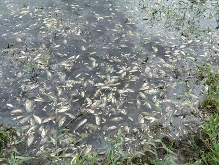 Aparecen cientos de peces muertos en la laguna El Manatí en comunidad de Hidalgotitlán