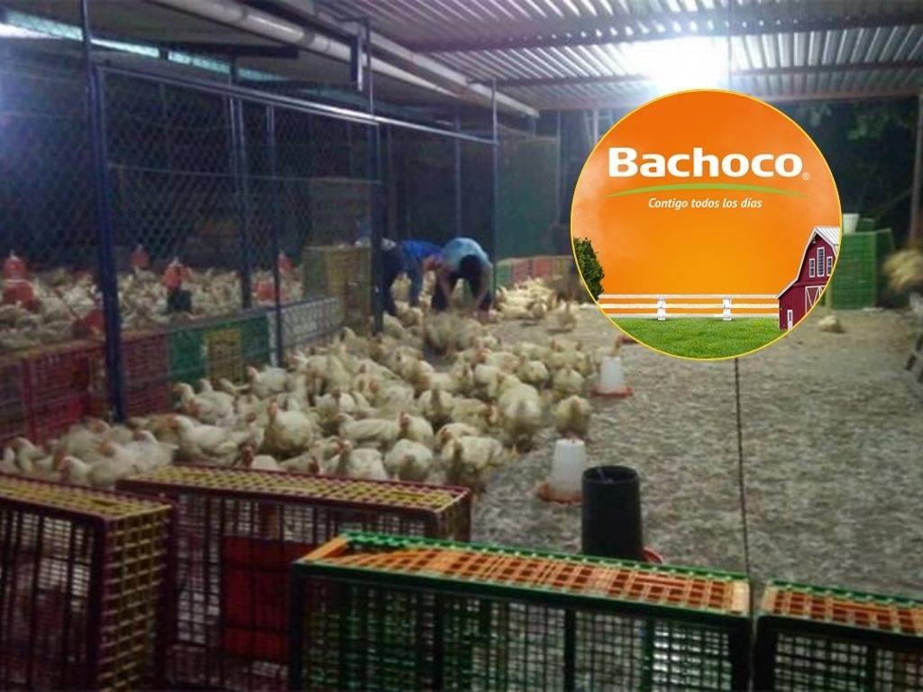 Bachoco tiene vacante en Agua Dulce como encargado de granja, aquí los requisitos
