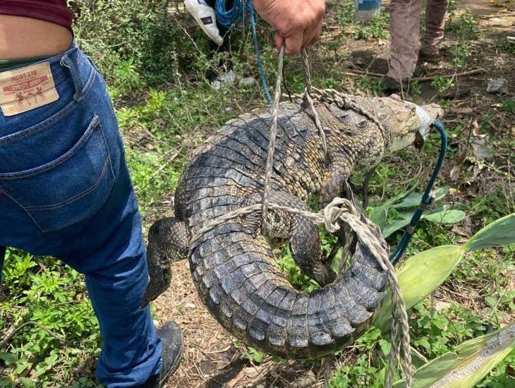 Rescatan cocodrilo en área verde de Minatitlán