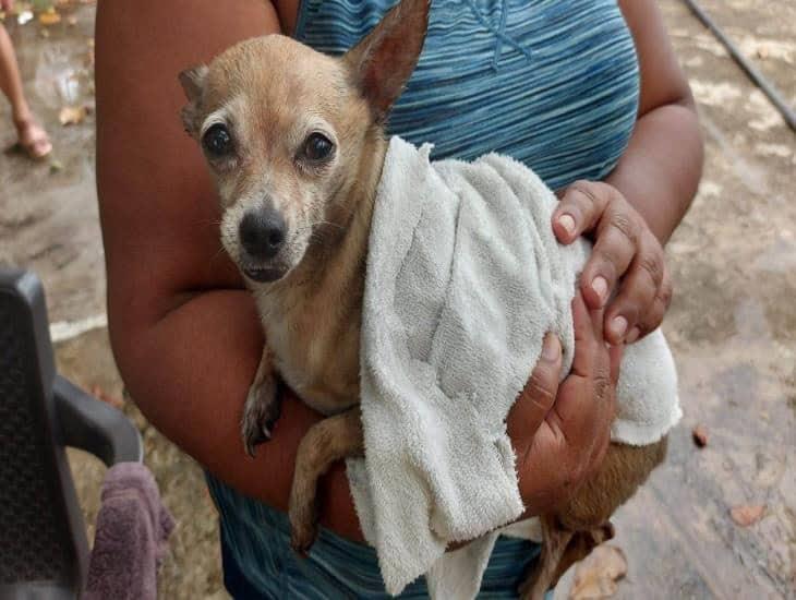 Mascota pierde la vida en un incendio en Veracruz