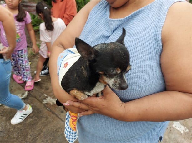 Mascota pierde la vida en un incendio en Veracruz