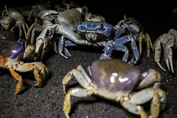 Denuncian venta de cangrejo azul en sur de Veracruz ¿Por qué es ilegal?