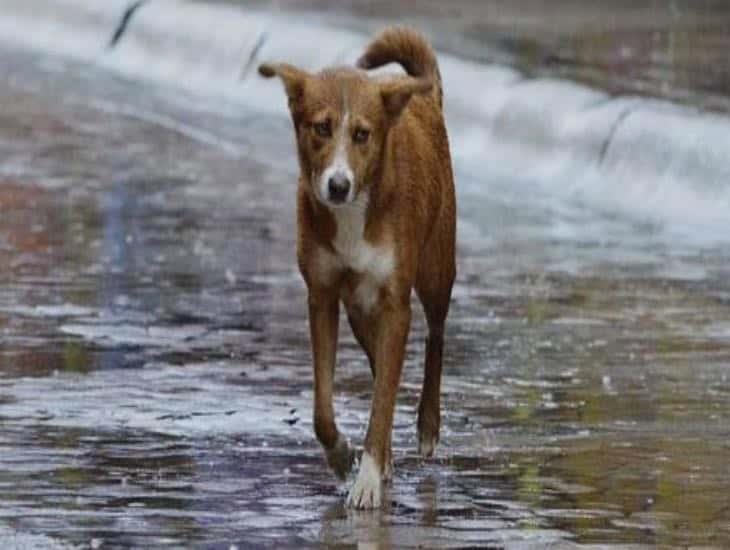 Pese a fuertes lluvias en Veracruz personas dejan a sus perros a la intemperie