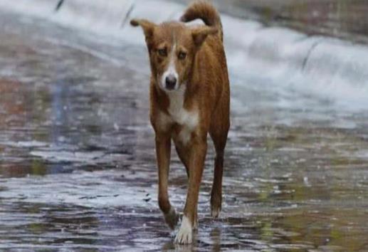 Pese a fuertes lluvias en Veracruz personas dejan a sus perros a la intemperie