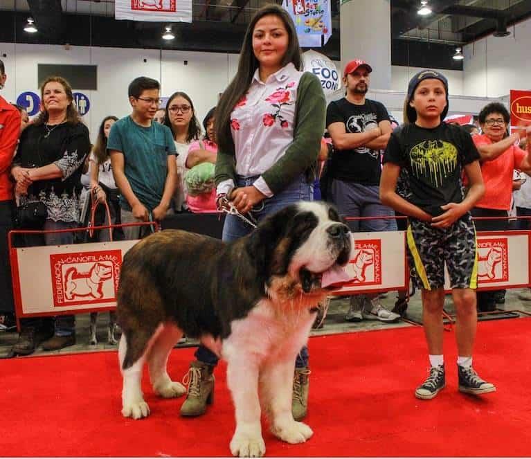 En estos días se llevará a cabo una Expo Canina en Veracruz para recaudar fondos