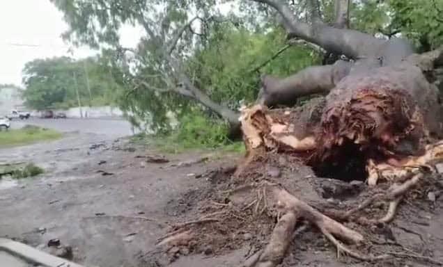 Fuertes lluvias derriban enorme árbol en Cardel