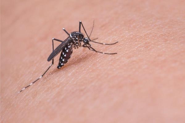 Nuevo tipo de dengue circula en Veracruz; llama Sesver a cuidarse