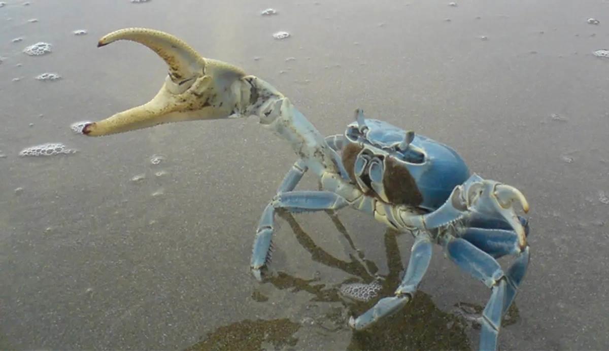 ¿Sabes por qué es importante proteger al cangrejo azul? Asiste a esta conferencia