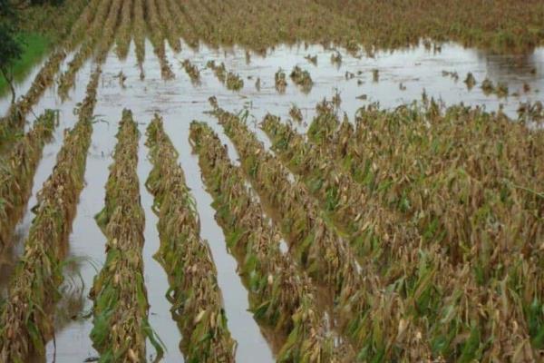 Maíz, el cultivo más afectado por las lluvias en Veracruz