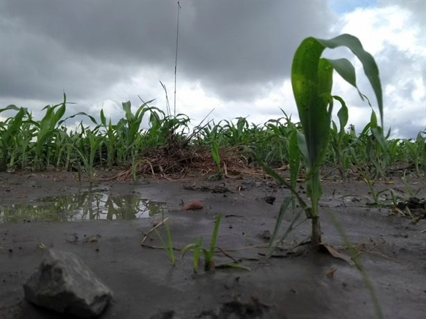 Maíz, el cultivo más afectado por las lluvias en Veracruz