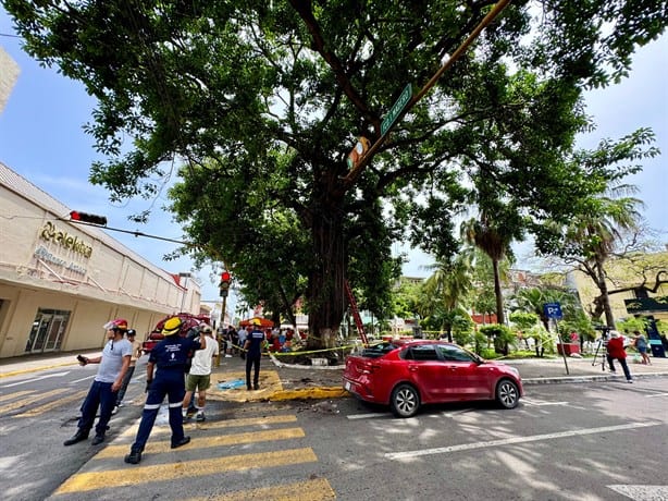 Cae rama de árbol sobre auto y personas en el centro de Veracruz | VIDEO
