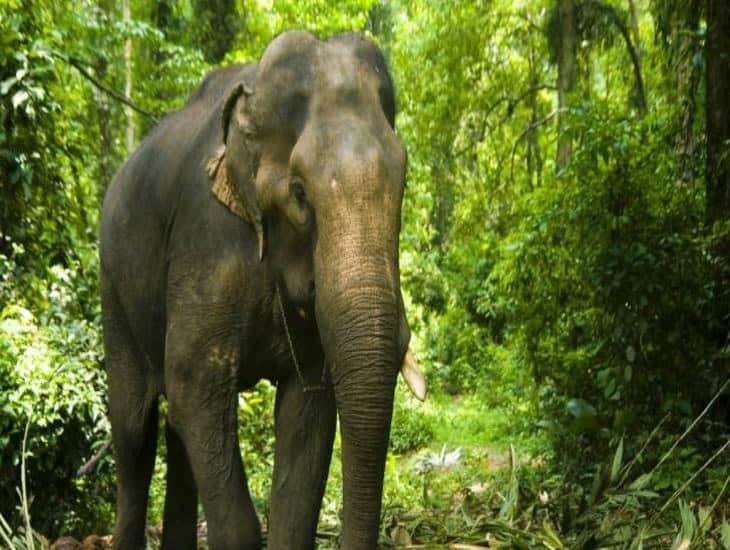 Captan en VIDEO a elefante mientras agrede a hombre que le lanzó piedras y se vuelve viral