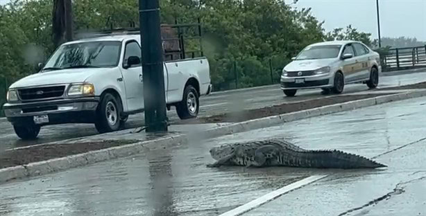 ¿También en Veracruz? Estas son las playas de México donde hay cocodrilos