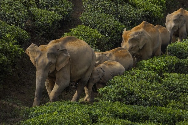 Captan en VIDEO a elefante mientras agrede a hombre que le lanzó piedras y se vuelve viral