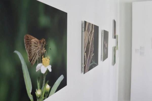 Karo Carvajal exhibe Pétalos al viento en Centro Cultural del Sotavento