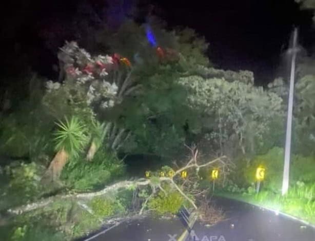 En Xalapa, tormenta derriba árboles y causa apagones durante madrugada de sábado