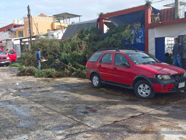 En Xalapa, tormenta derriba árboles y causa apagones durante madrugada de sábado