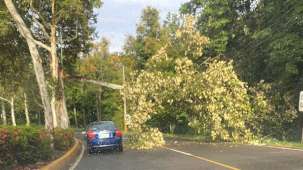 En Xalapa, tormenta derriba árboles y causa apagones durante madrugada de sábado