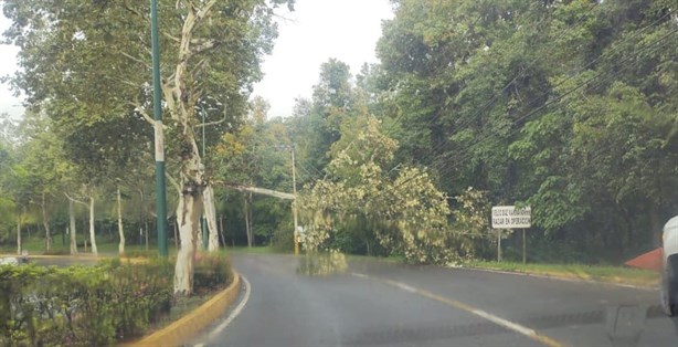 En Xalapa, tormenta derriba árboles y causa apagones durante madrugada de sábado