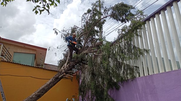 Intensa lluvia deja árboles caídos y cortes de energía en zona centro de Veracruz