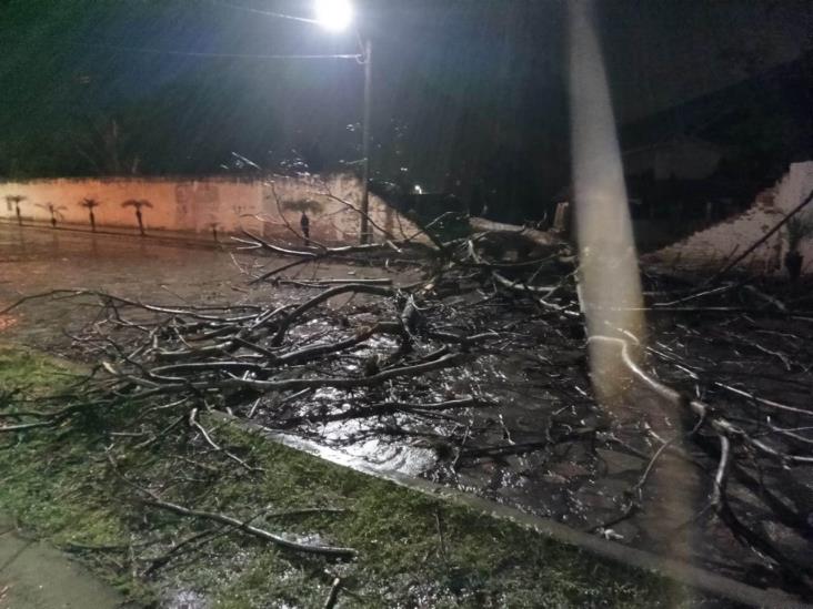 Intensa lluvia deja árboles caídos y cortes de energía en zona centro de Veracruz