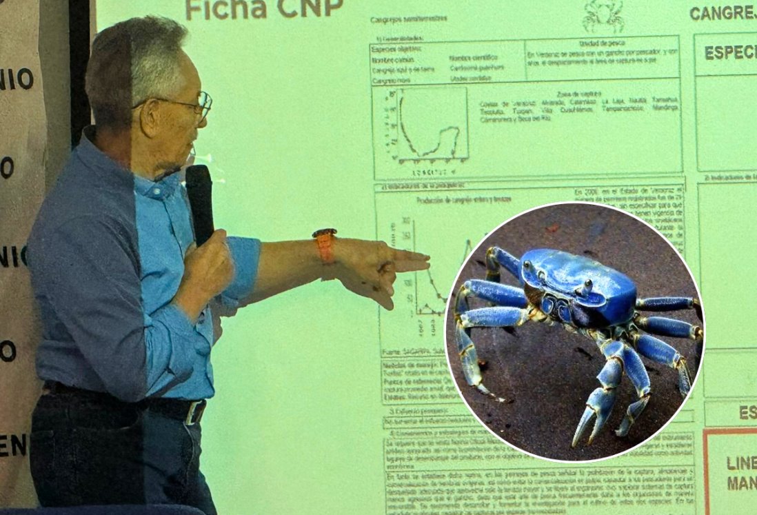 Protección del cangrejo azul: Veracruz implementa normas de pesca