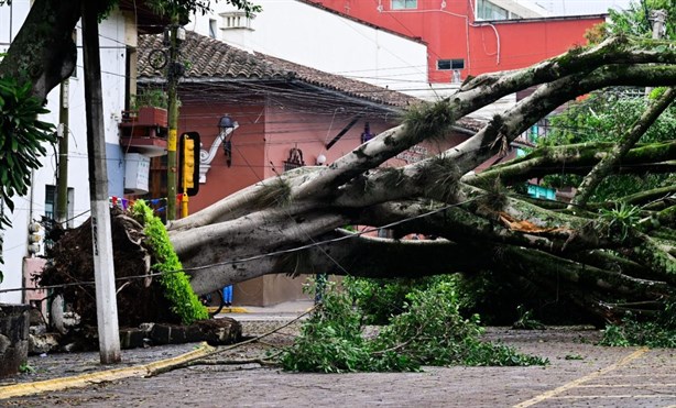 ¡Ese no! ¿Removerán El árbol de Xalapa?, te contamos