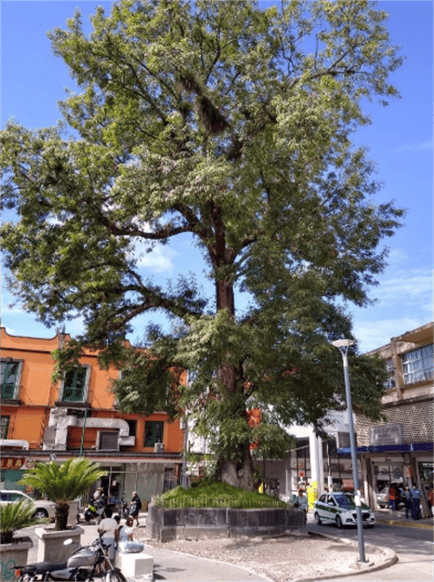 ¡Ese no! ¿Removerán El árbol de Xalapa?, te contamos