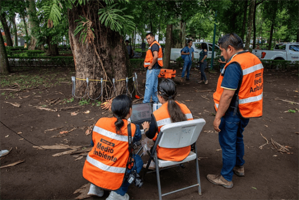 ¡Ese no! ¿Removerán El árbol de Xalapa?, te contamos