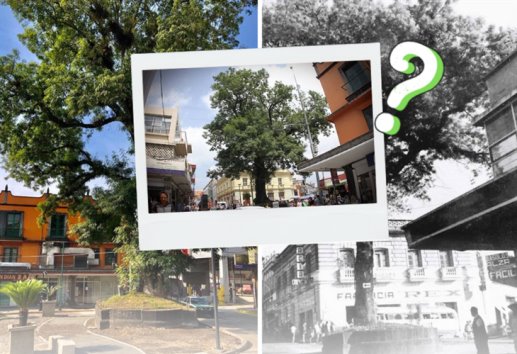 ¡Ese no! ¿Removerán El árbol de Xalapa?, te contamos