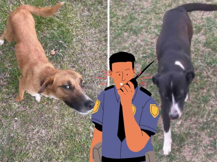 Policía desaparece a perritos en  Ixhuatlancillo; animalistas de Veracruz lanzan SOS