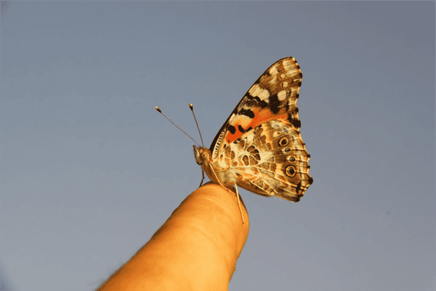 ¡Increíble! Mariposas migran a través del Océano Atlántico