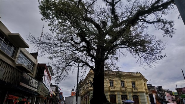 ¡Ese no! ¿Removerán El árbol de Xalapa?, te contamos