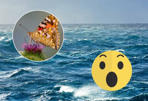 ¡Increíble! Mariposas migran a través del Océano Atlántico