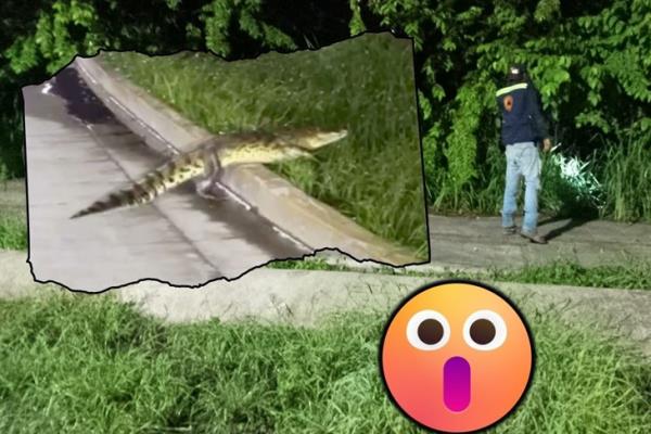 Captan a cocodrilo transitando por la carretera Poza Rica-Coatzintla (+Video)