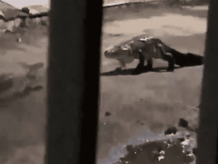 Captan en VIDEO a enorme cocodrilo caminando por la calle y acostándose en bache