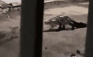 Captan en VIDEO a enorme cocodrilo caminando por la calle y acostándose en bache