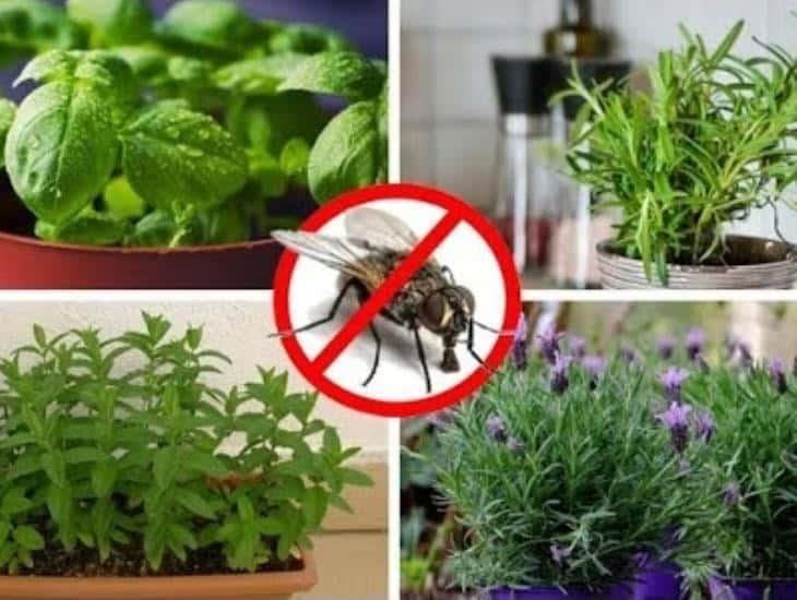 ¿Cuáles son las plantas que ayudan a alejar a las moscas de tu hogar?