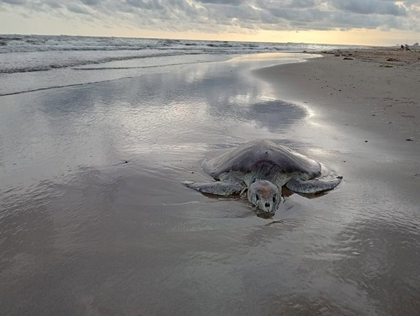 Recala otra tortuga muerta en playa de Coatzacoalcos ¿Cuántas van en 2024?