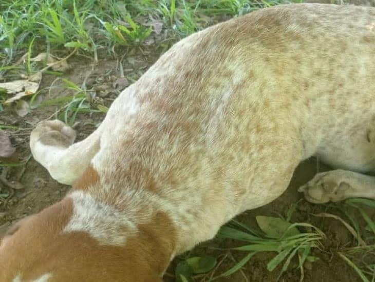 ¡Ni los perros se salvan! Matan de un balazo a lomito en Minatitlán
