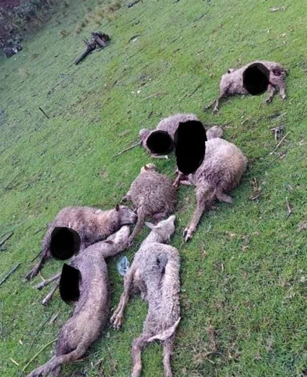 Internautas viralizan muerte de ganado en Veracruz por presunto "Chupacabras"